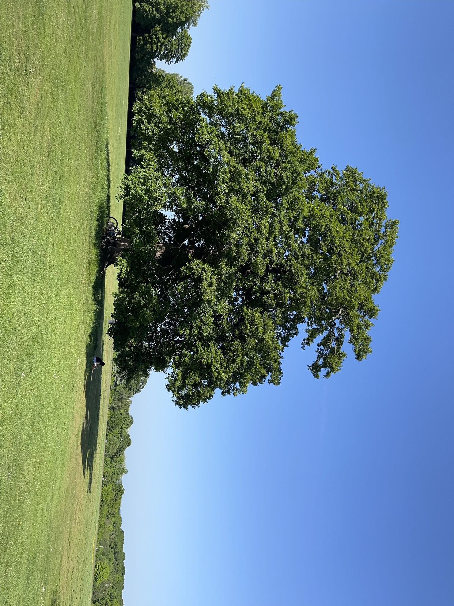 Tree in Grovelands Park